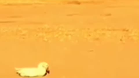 Omg 😱 see falcon attacks on duck And check the speed of falcon 390km/hr/shocked 🙀