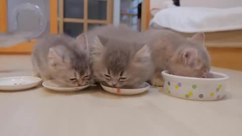 The kittens were curious about their daddy cat's ears and flocked around, so cute...