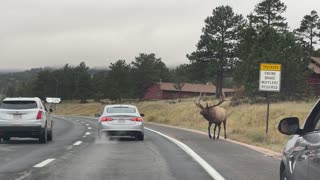 Elk Challenges a Car to a Battle