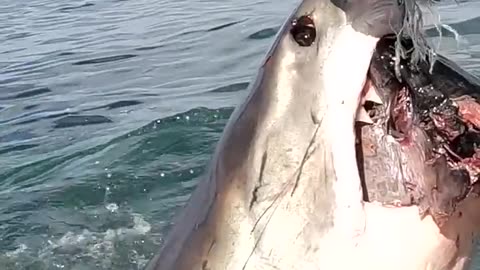 Great White Shark Catches The Bait Handler Out And Steals The Bait
