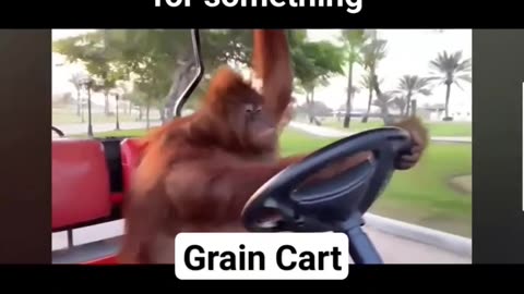 Grain Cart getting ready for that chewing