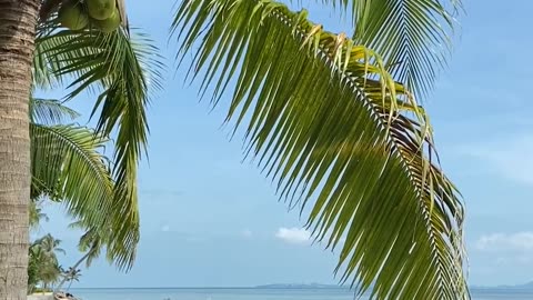 Green coconut tree against sea