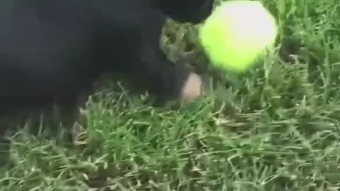 Little Bulldog Puppy Stalking a Ball - Way 2 Cute.