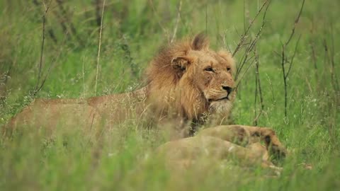 Male Lion Animal