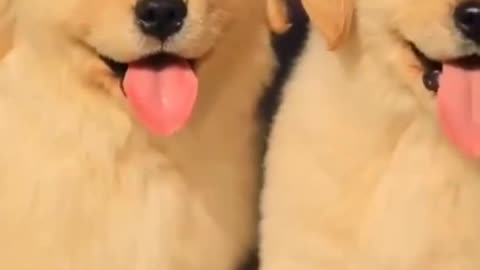 Funny dogs video