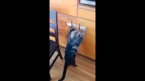 Must watch Funniest cat video part 3