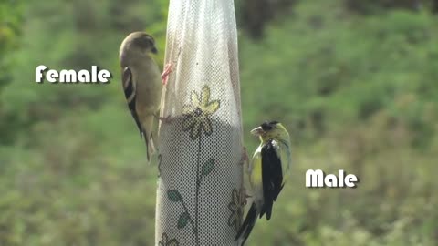 American Goldfinch - HD Mini-documentary