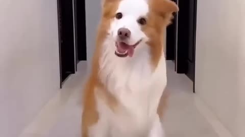 Dog dance