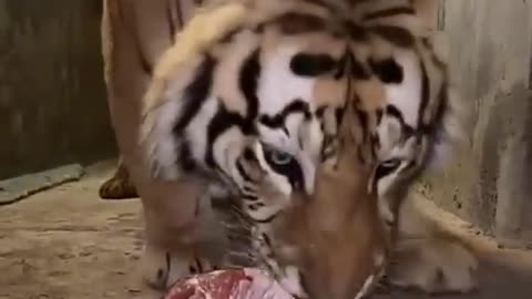 The rore Bengal Tiger eating meat 🍖😱|bengal tiger|