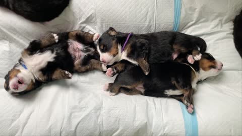 Three sleepy little dogs