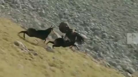 Goat Escaping Eagle Attack