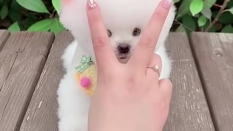 Cute funny dog