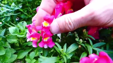 SNAPDRAGON screaming