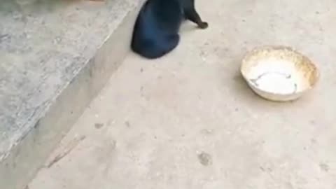 funny cat vs dog fight