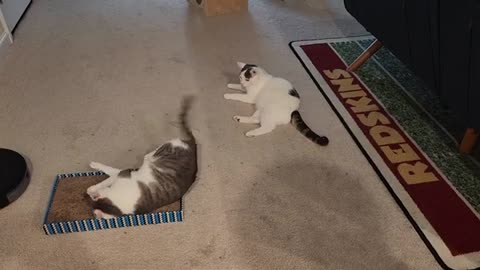 Cats Fight For Scratch Pad