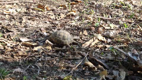 Cute baby turtle runs down to hide from the camera