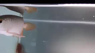 Red Arowana fish