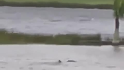 Sharks Seen Swimming On The Streets Of Florida Due To Hurricane Ian