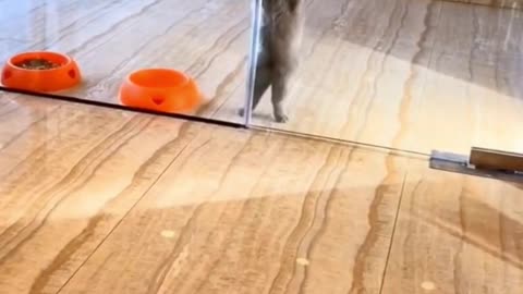 Cat Pole Dancing #Funny #Video
