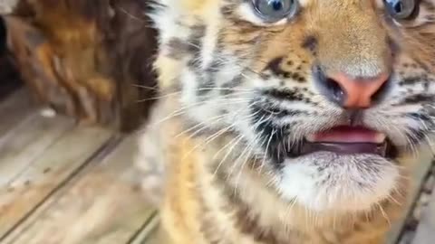 Baby Tiger Aggression 😲😲😲