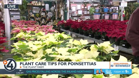 How to care for poinsettias this holiday season