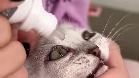 How to treat a kitten,s eyes