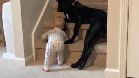 Protective doggo stops a baby from climbing up the stairs