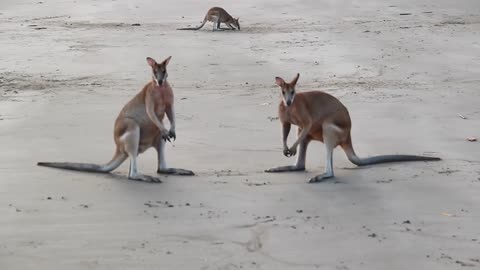 Wallabies fighting for the female on the beach of Cape Hillsborough, Australia.