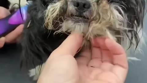 Old Matted Stray Dog Gets A Haircut And Turns Out To Be A Puppy _ The Dodo