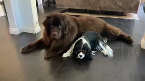 Giant Newfoundland Dog Burps After His Snack👏🏽