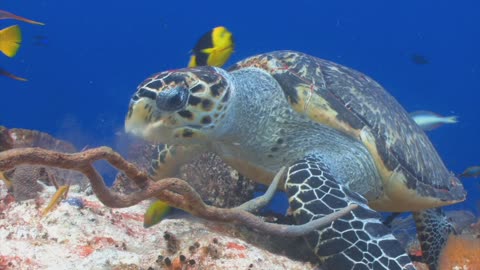 Ocean Turtle