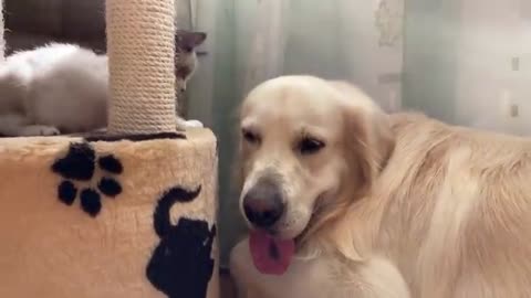 Golden Retriever and Kitten Play as Best Friends!