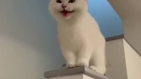 Cat viral video cat be at I full video funy cst🤡🤠