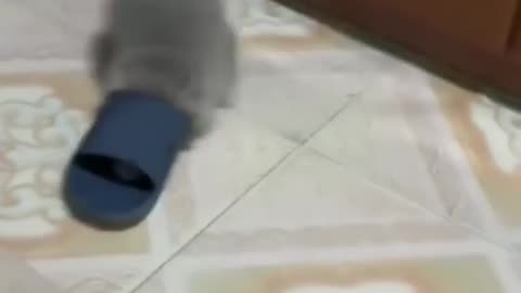 Funny Cat laughing Jumping video