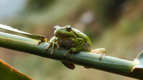 The Enchanting World of Frogs