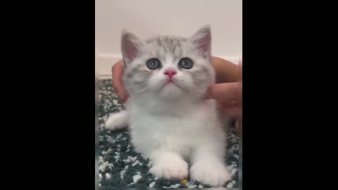Tag the cutest person to come see the little kitten.