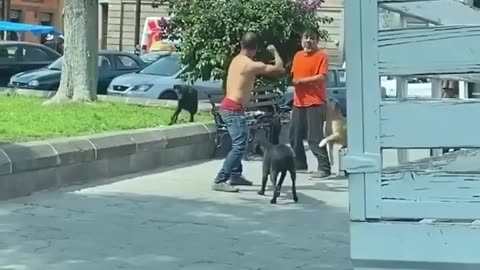 Dog man fight