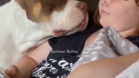 Pitbull love stare is very adorable 🥹❤️