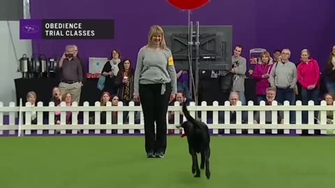 ‘Heart’ the black lab wins the Masters Obedience Championship for the 4th straight year - FOX SPORTS