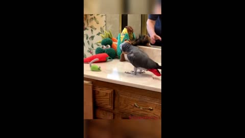 Parrot hilariously jumps over toy mouse
