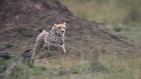 WORLD’S FASTEST ANIMALS FAIL! Grant’s Gazzele Take Down Cheetah With Horns, Lion Hunt Imapala Fail15