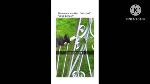Squirrel and man camedy video