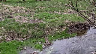 A Stream in a Pasture