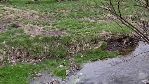 A Stream in a Pasture