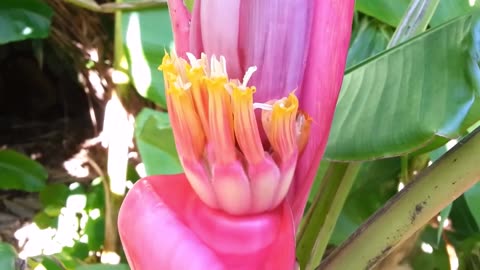 Musa Velutina Hairy Pink Ornamental Banana Fruits, Hardy