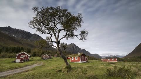 tree with cottages