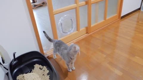 Cute Kittens gives the most purrfect welcomes😻😘