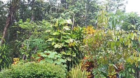 Heavy Rain and Thunder at the Home Garden Relaxing Nature Sounds