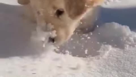 Dog training short video