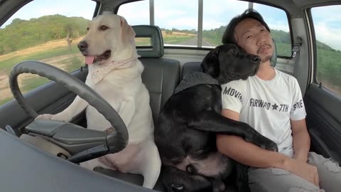 Cute Dogs (dog driving car) #2